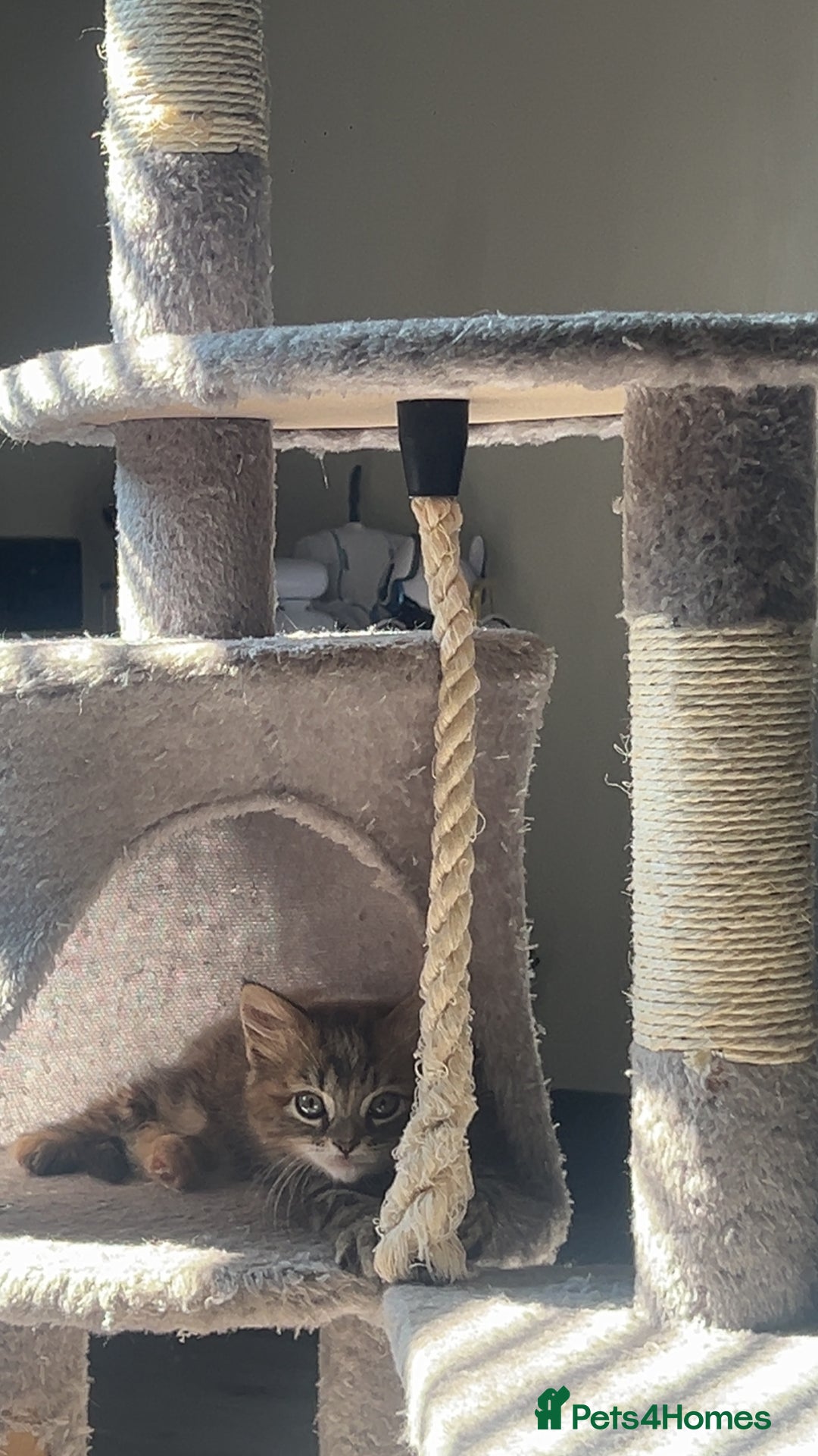 British Longhair cats for sale: 2 female kittens looking for their loving home - Image 7