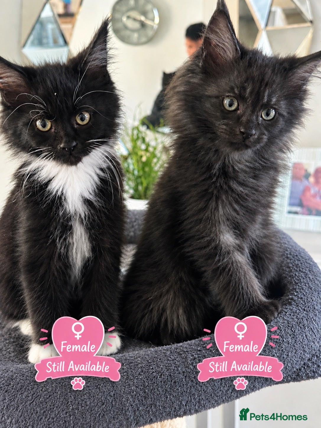 Maine Coon cats 2 females left ready now  - Advert 4