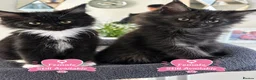 Maine Coon cats for sale: 2 females left ready now  - Advert 1