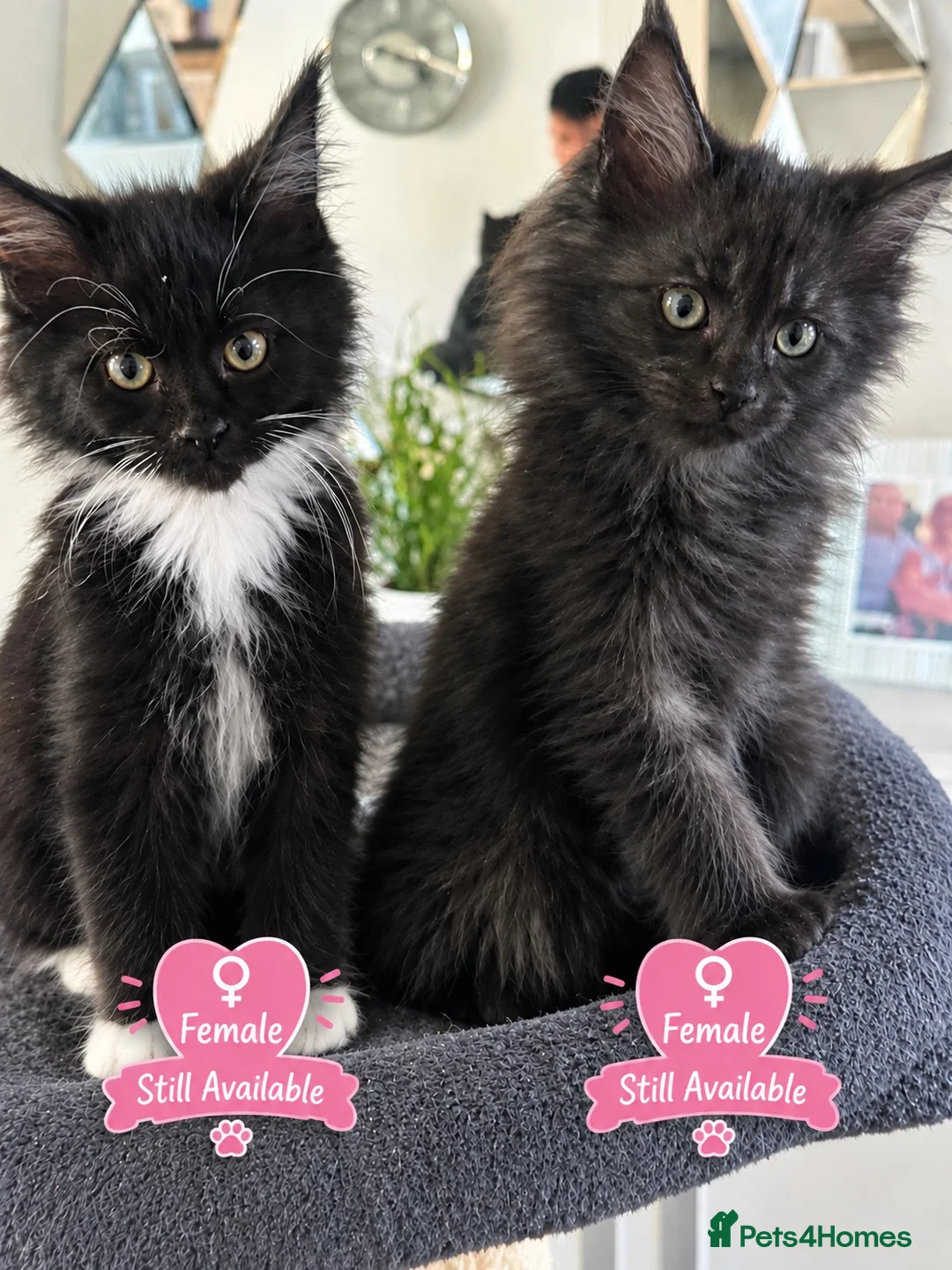 Maine Coon cats for sale: 2 females left ready now  - Advert 1