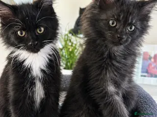 Maine Coon cats 2 females left ready now - Advert 4