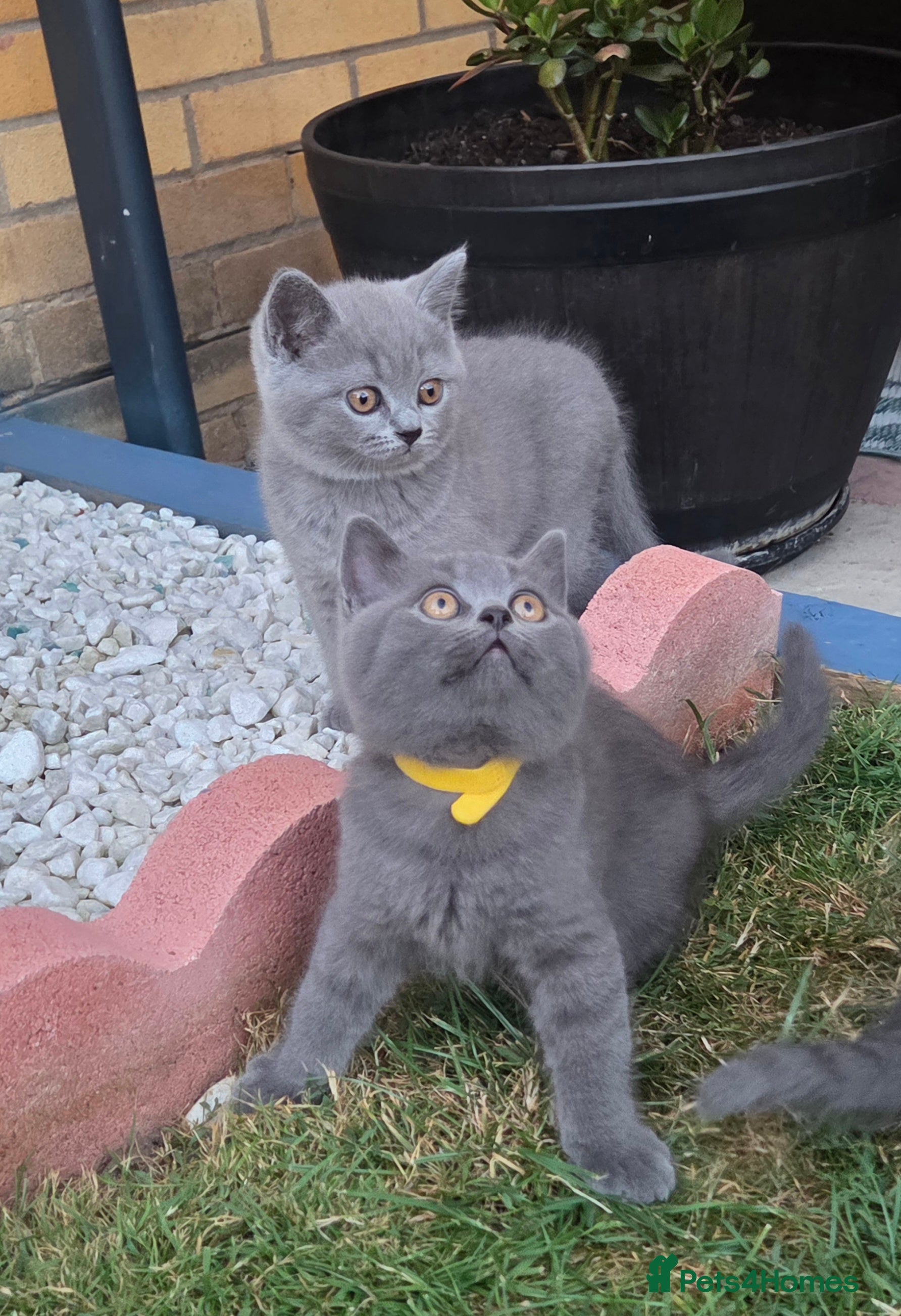British Shorthair cats Beautiful British Shorthair kittens - Advert 2