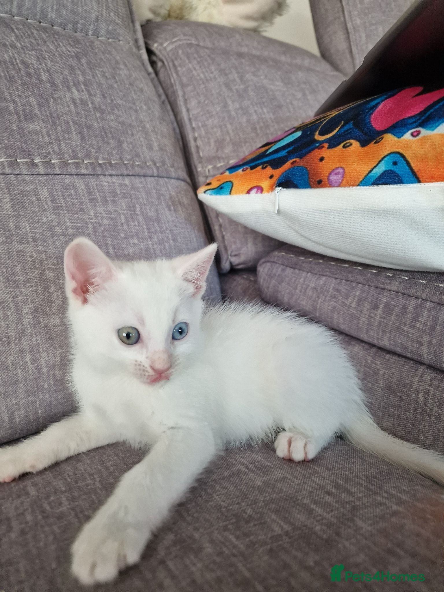Turkish Angora cats Beautiful, Healthy-looking Turkish Angora kitten! - Advert 2