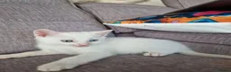 Turkish Angora cats for sale: Beautiful, Healthy-looking Turkish Angora kitten! in Slough - Advert 7