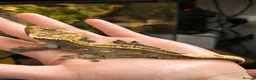 Gecko reptiles for sale: Dark Base Colour Het Emptyback Subadult - Advert 5