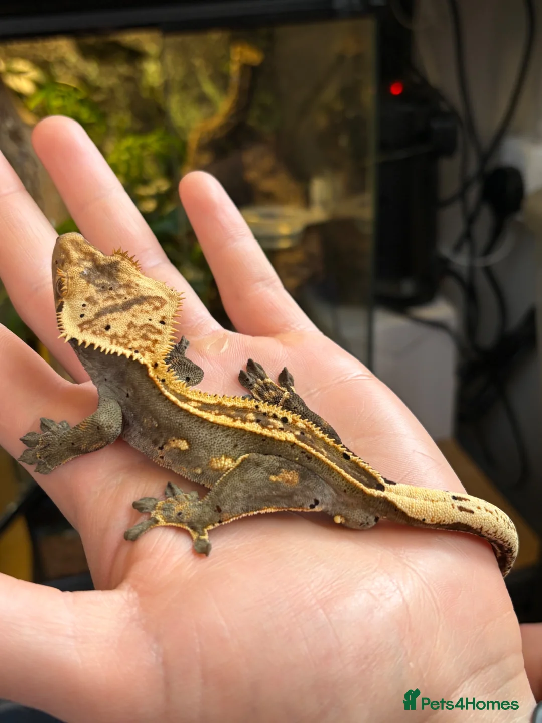 Gecko reptiles for sale: Dark Base Colour Het Emptyback Subadult - Advert 5