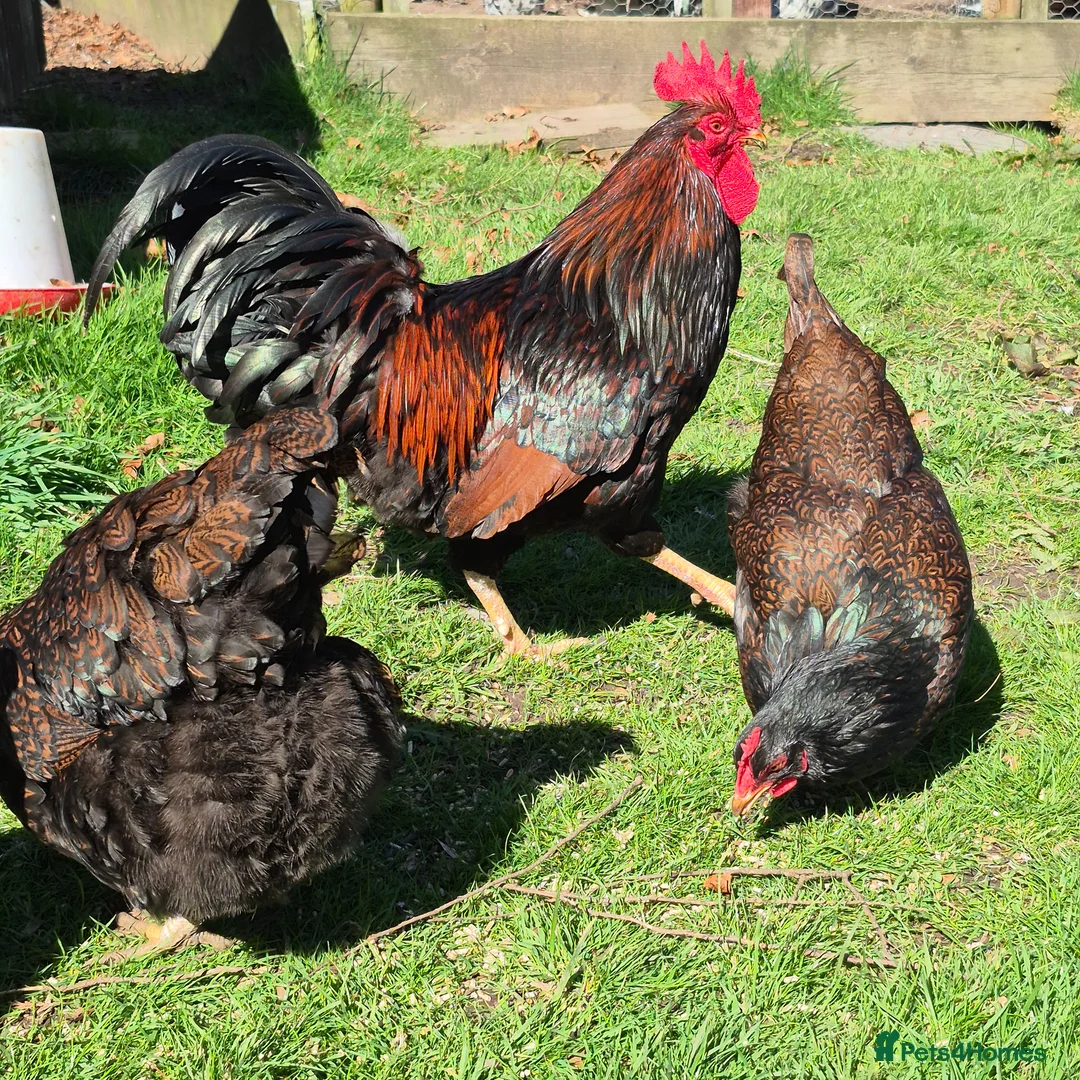 Chickens poultry for sale: Pure Breed Rainbow Hatching Eggs  in Barnard Castle - Advert 2