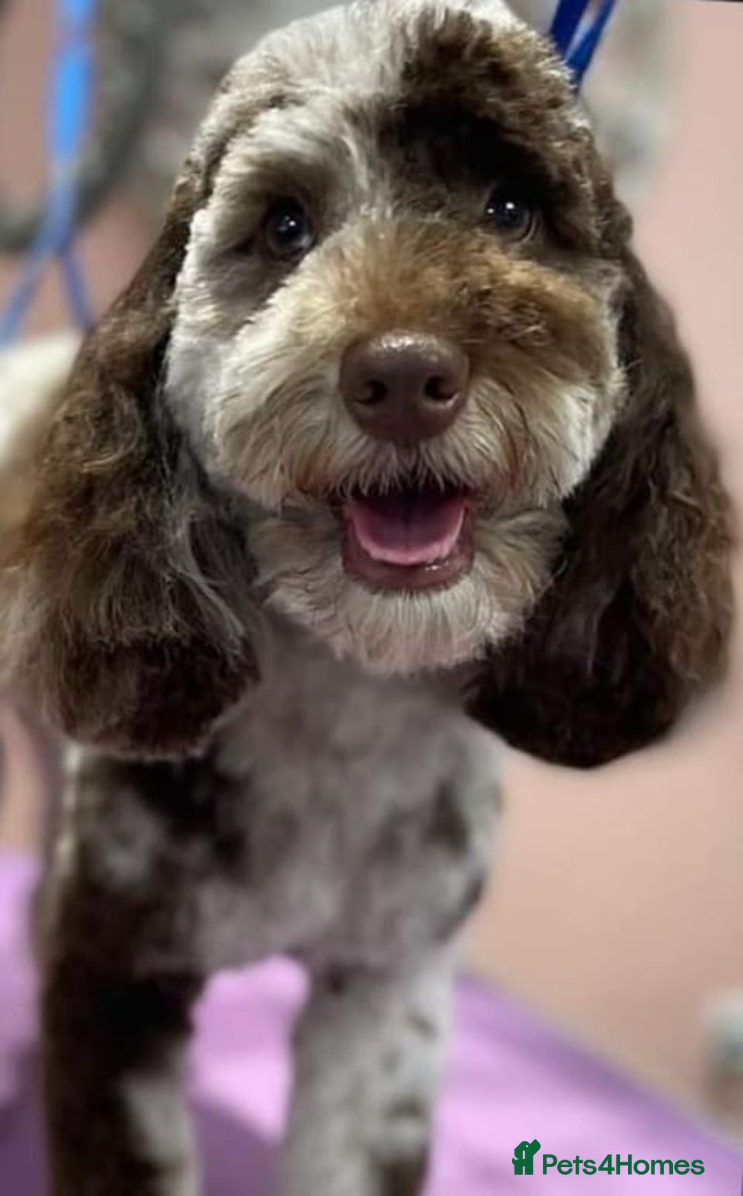 Cockapoo dogs for sale: Beautiful litter of cockapoos - Image 2