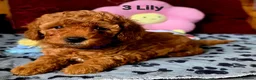 Toy Poodle dogs for sale: Toy Poodle  - Advert 18