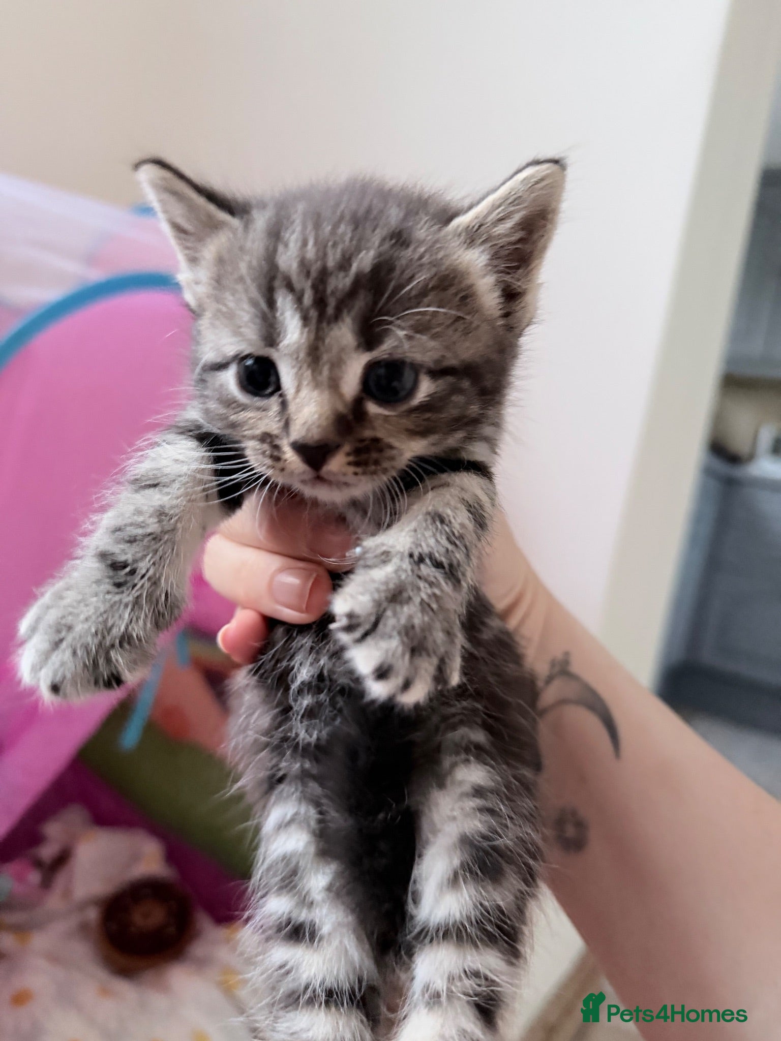 Mixed Breed cats British shorthair cross kittens - Advert 12