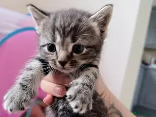 Mixed Breed cats British shorthair cross kittens - Advert 12