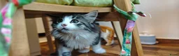 Mixed Breed cats for sale: Fluffy kittens for sale - Advert 14