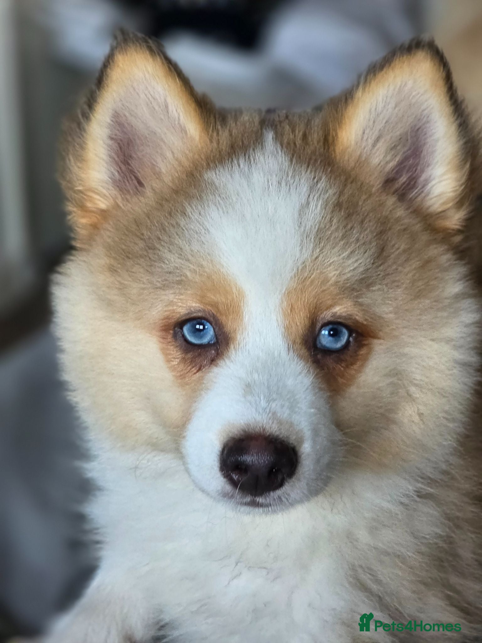 Pomsky dogs Gorgeous Pomsky READY NOW - Advert 4