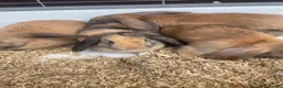 Mini Lop rabbits for sale: Beautiful Mini Lop Bunnies  - Advert 10