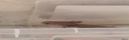 Axolotl reptiles for sale: Copper axanthic Melanoid baby Axolotl - Advert 4
