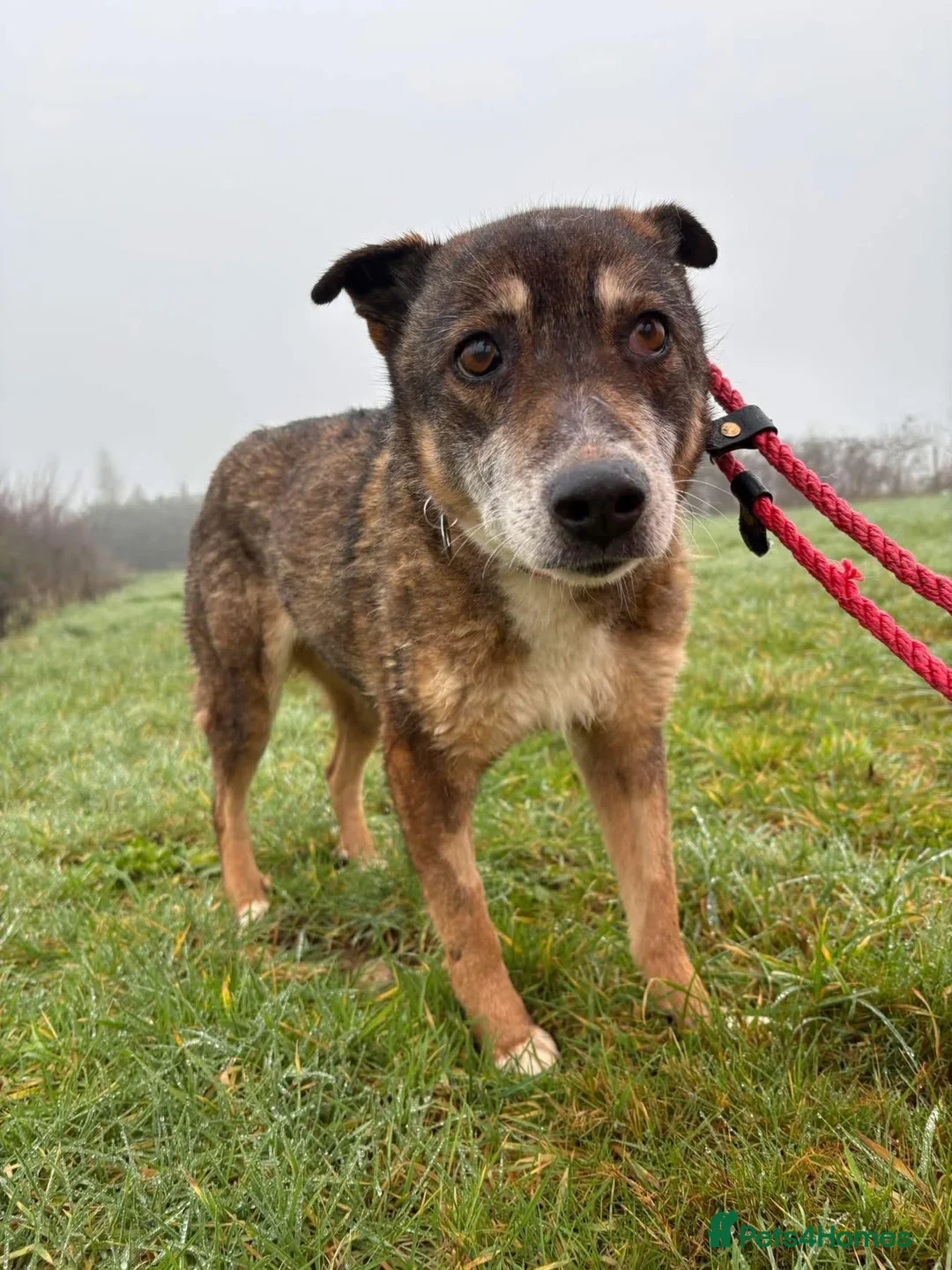 Mixed Breed dogs for adoption: Kathleen - Marleborough Wiltshire  in Marlborough - Advert 5