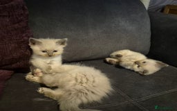 Siberian cats for sale: 5 stunning Siberian dolls! - Advert 7