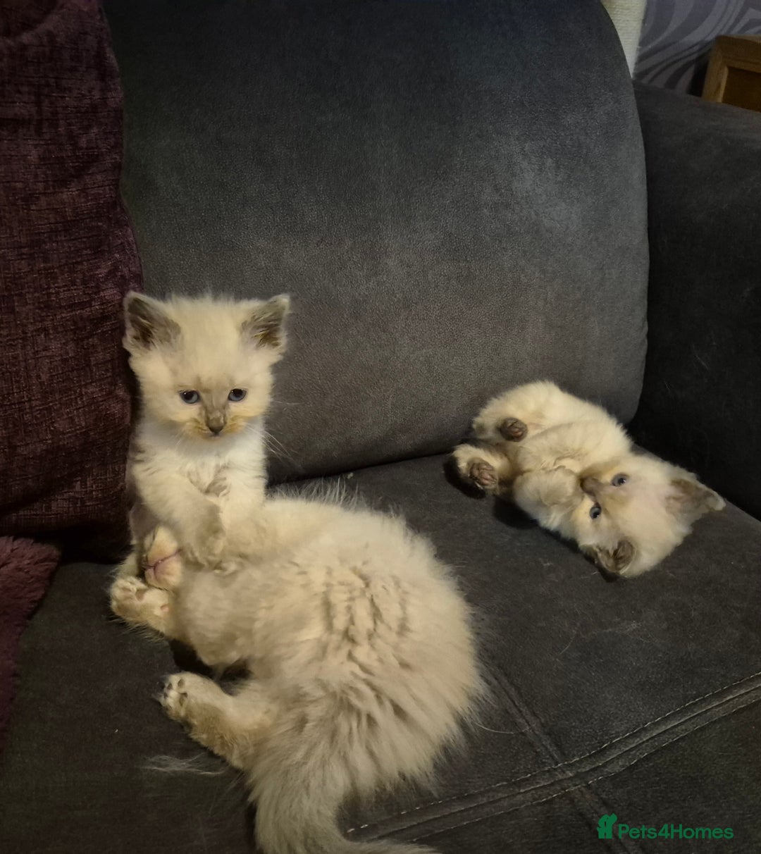 Siberian cats for sale: 5 stunning Siberian dolls! - Advert 7