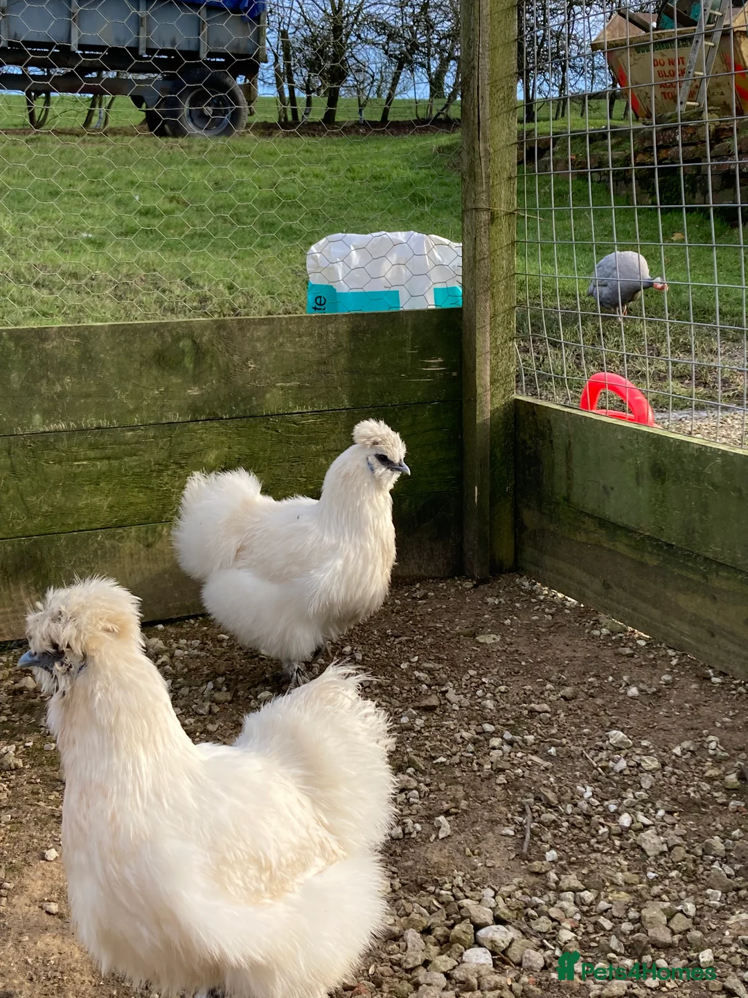 Chickens poultry for sale: Silkies mixed colours - Advert 5