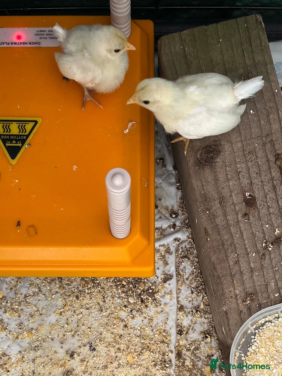 Chickens poultry for sale: Serama Chicks available to preorder  - Image 2
