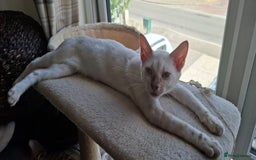 Bengal cats for sale: Pure Bengal kittens  in Cheltenham - Image 9