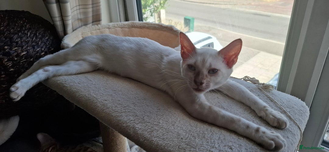 Bengal cats for sale: Pure Bengal kittens  in Cheltenham - Image 9