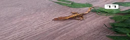 Gecko reptiles for sale: Crested geckos - Advert 22