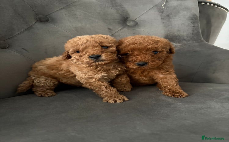 Miniature Poodle dogs - Advert 11