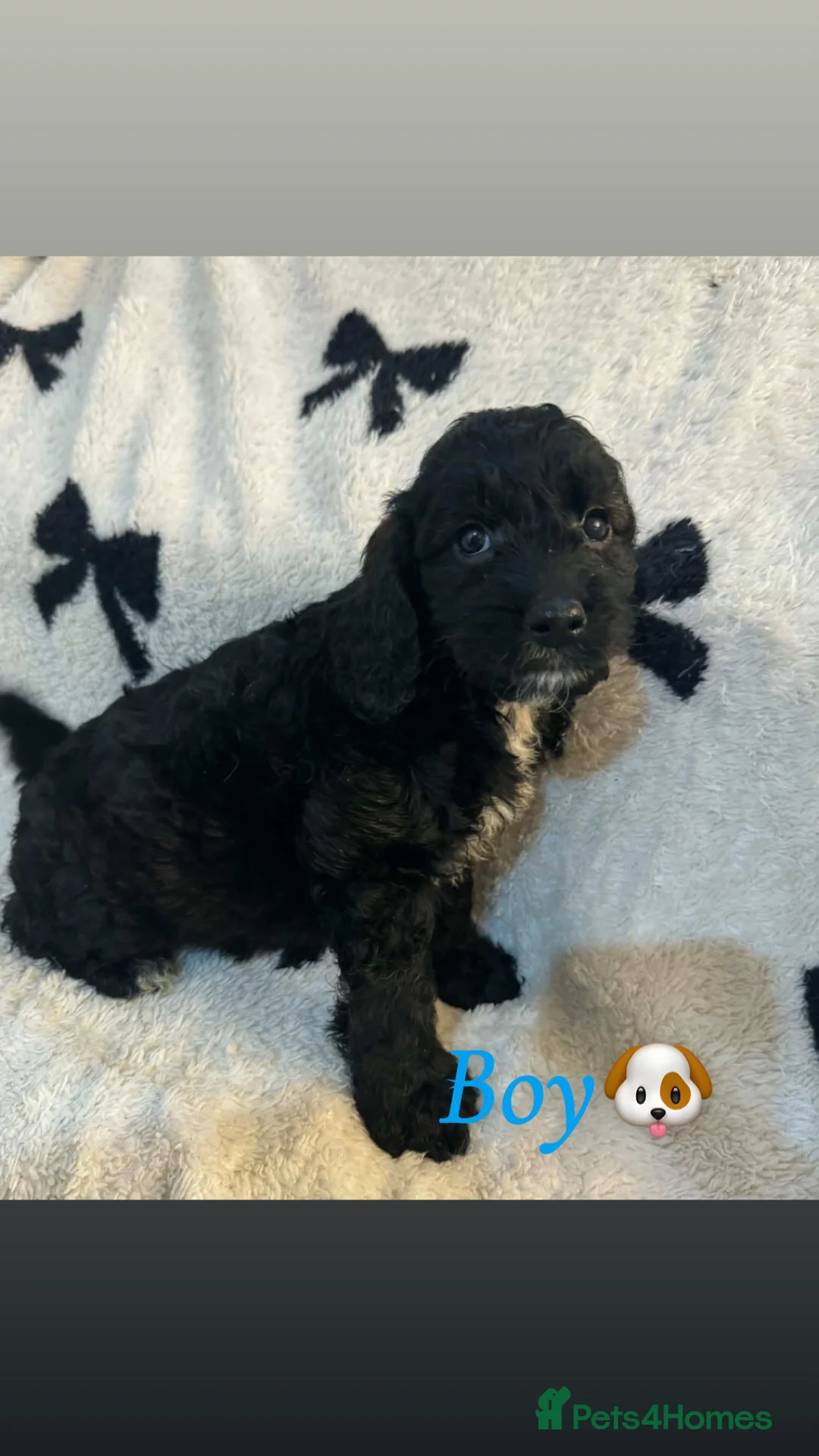 Cockapoo dogs for sale: Cockerpoo puppy’s  - Advert 8