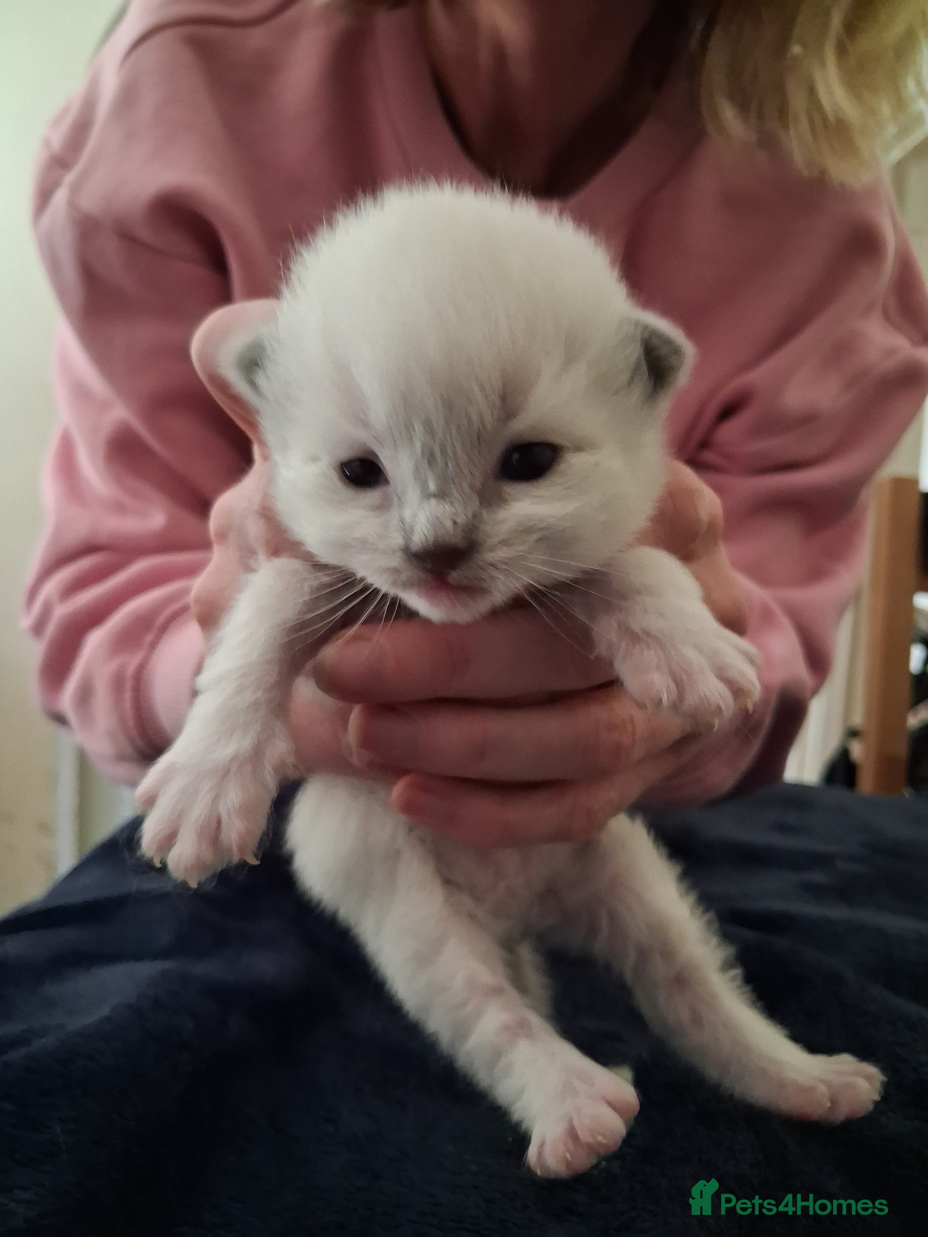 Ragdoll cats for sale: Stunning Ragdoll Kittens - 2.5 weeks old. - Advert 13