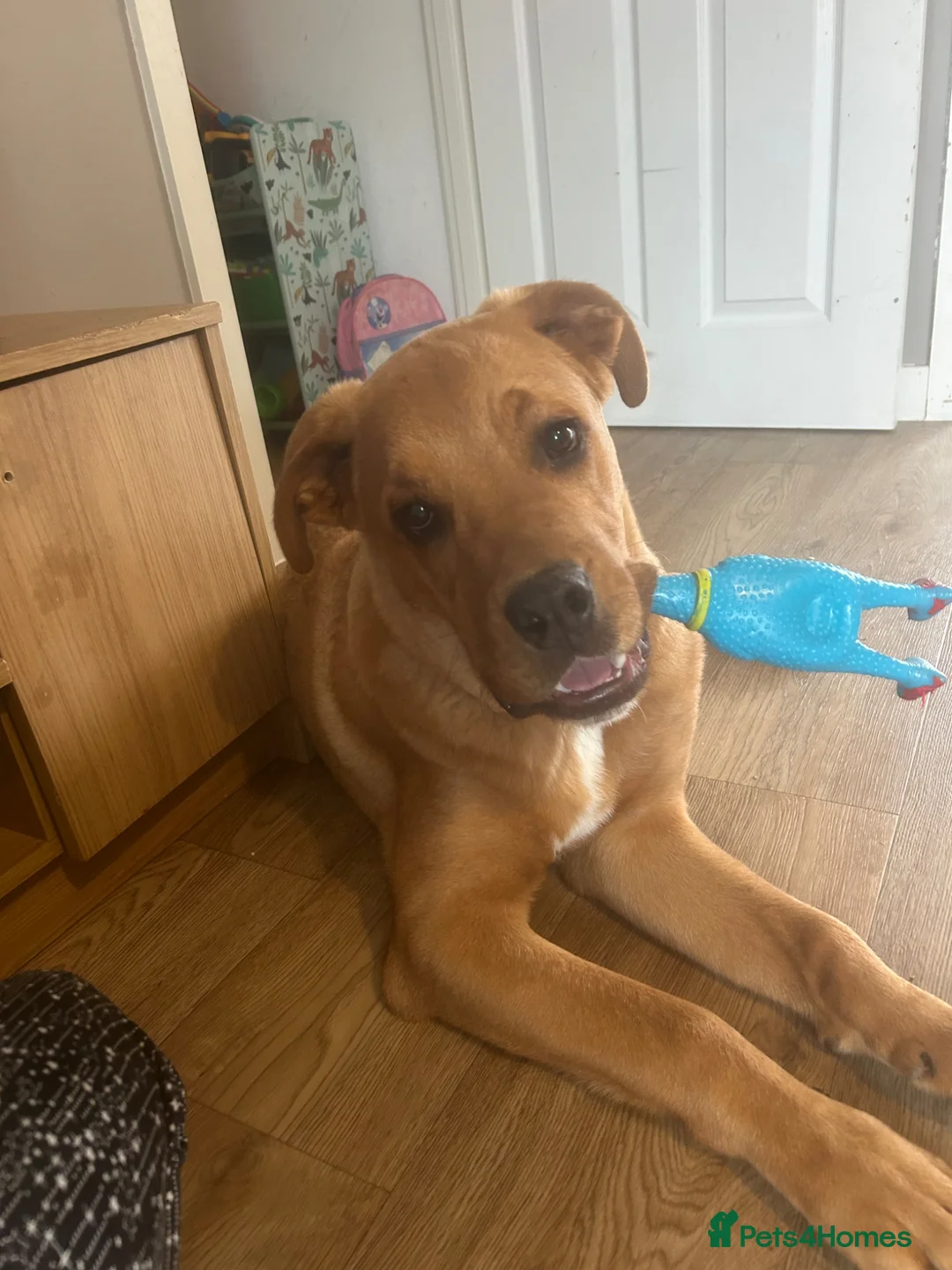 Mixed Breed dogs for sale: Mastweiler puppy in Bury Saint Edmunds - Advert 3