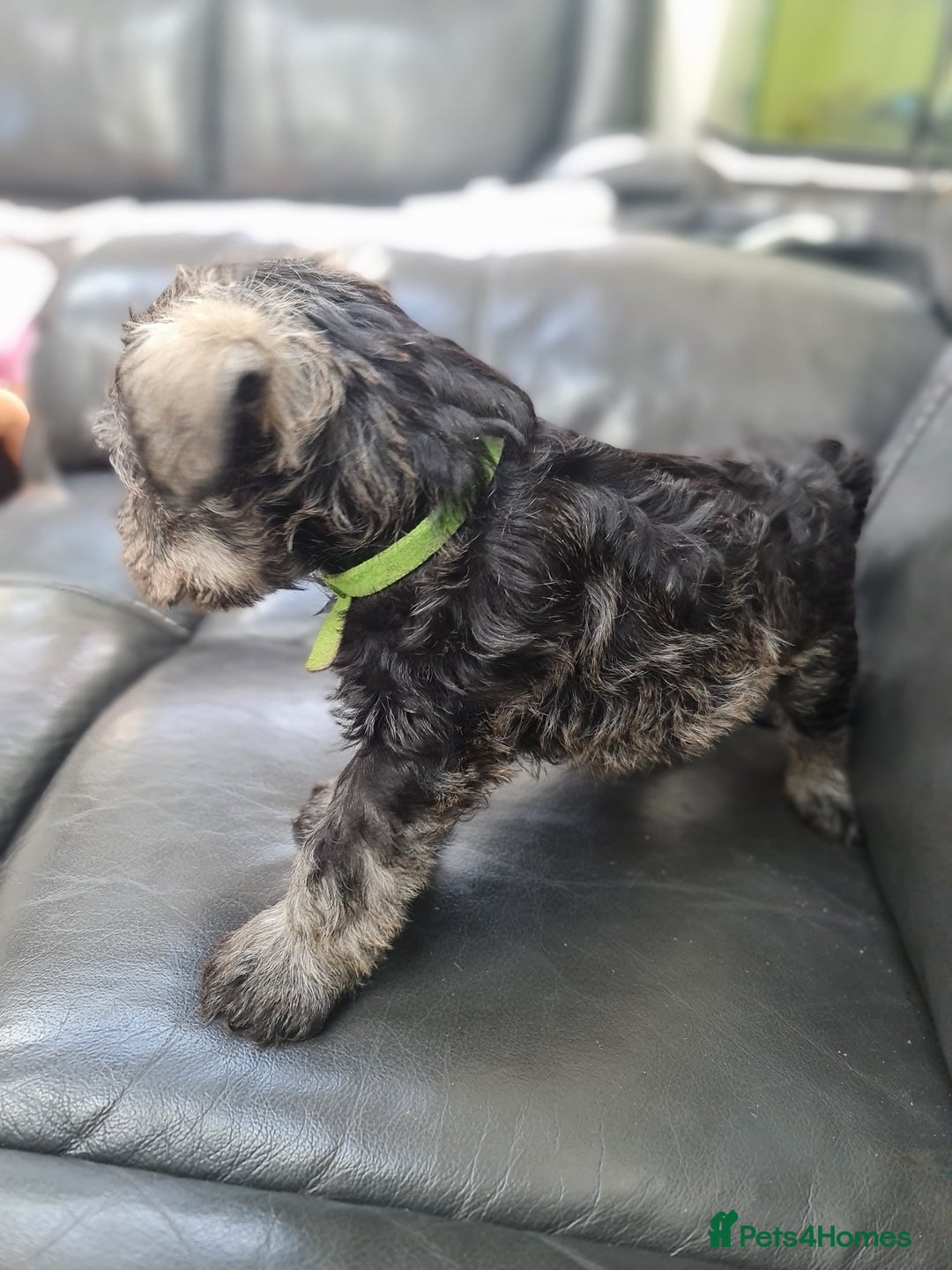Miniature Schnauzer dogs for sale: Miniature Schnauzer Puppies KC Registered. 5M 2Fm - Image 12