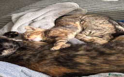 American Bobtail cats for sale: American bobtail / tortoise shell - Image 18
