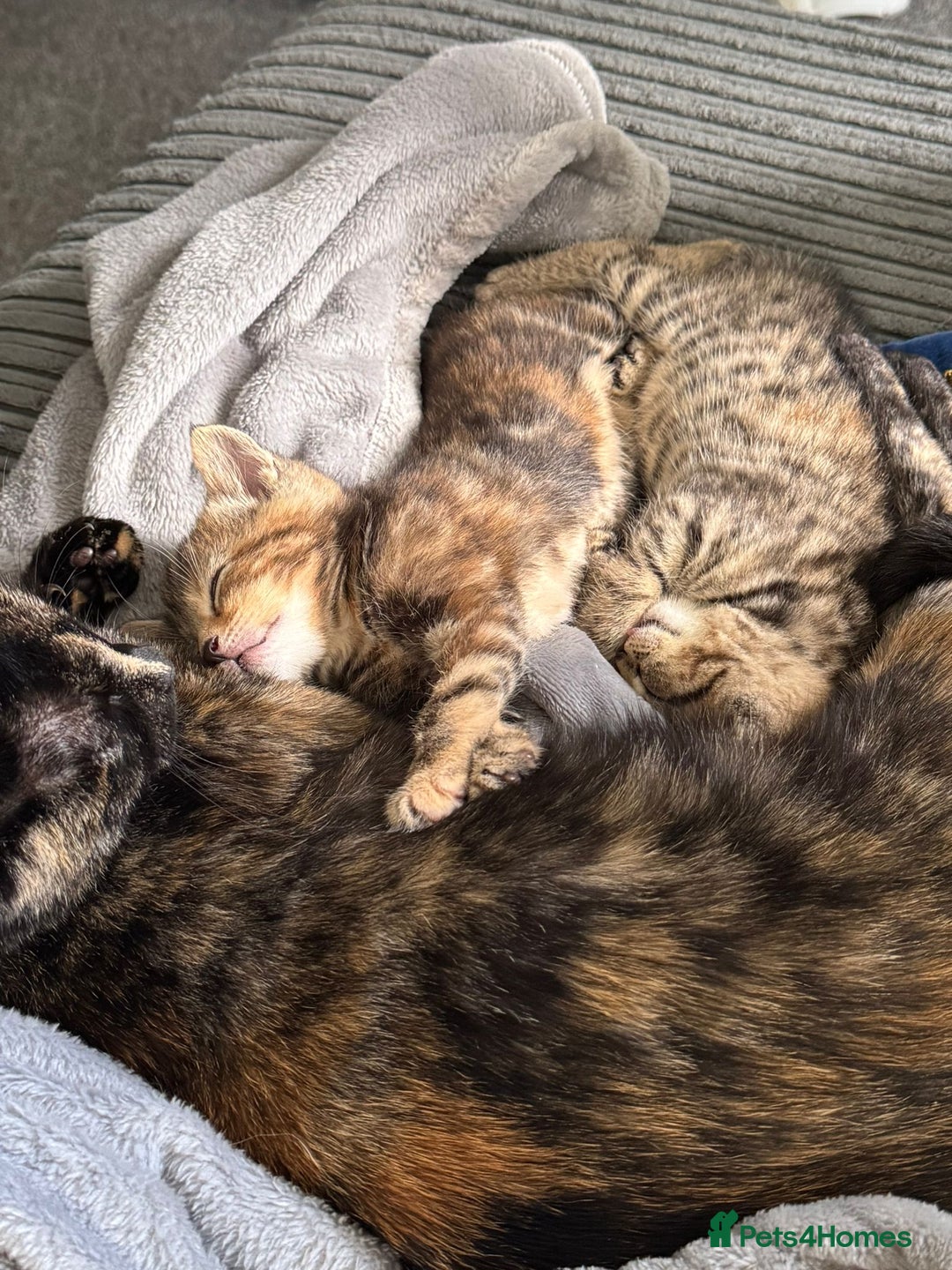 American Bobtail cats for sale: American bobtail / tortoise shell - Image 18