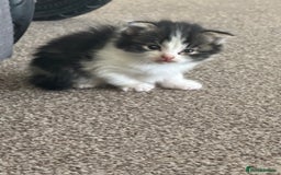 Scottish Fold cats for sale: Scottish Fold Kittens - Image 13