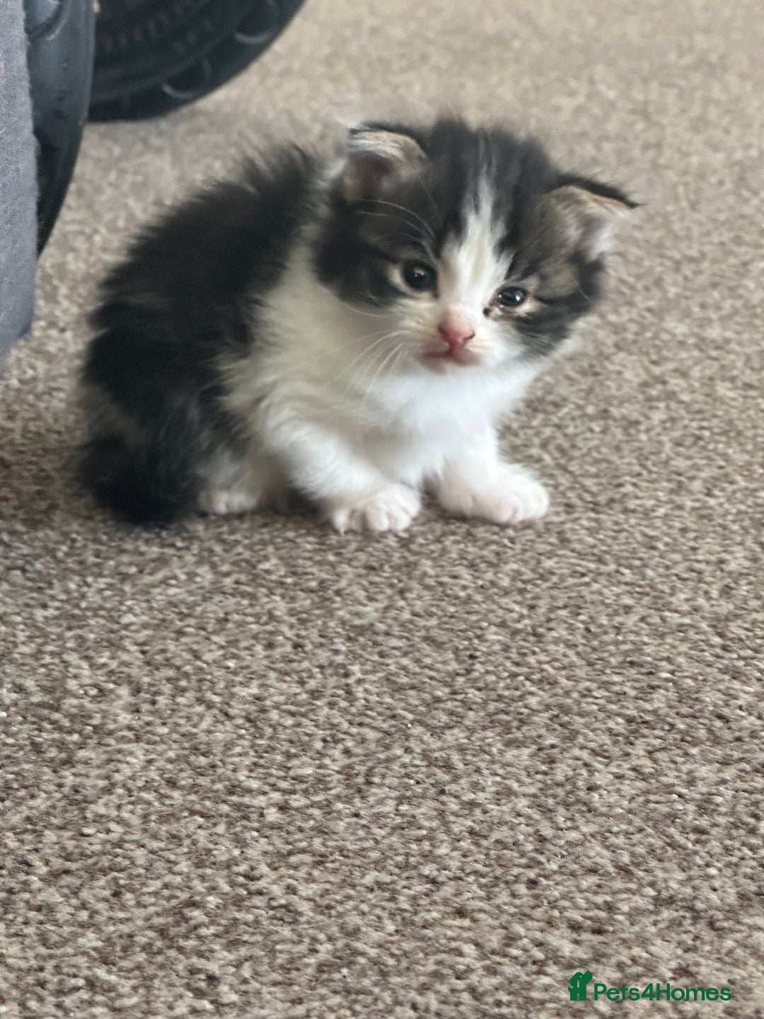 Scottish Fold cats for sale: Scottish Fold Kittens - Image 13