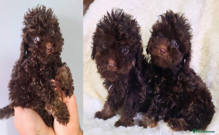 Cavapoo dogs - Advert 5