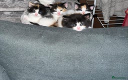 Turkish Van cats for sale: Beautiful babies ready for forever homes - Image 1