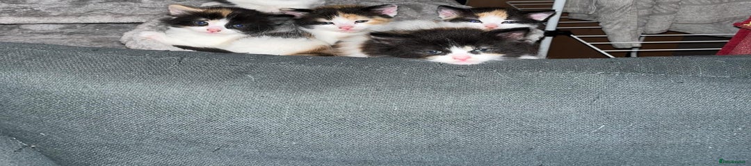 Turkish Van Kitten 1