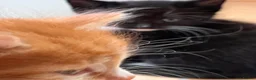 Mixed Breed cats for sale: 🐾 4 Male Kittens Looking for Loving Homes 🐾  - Advert 30