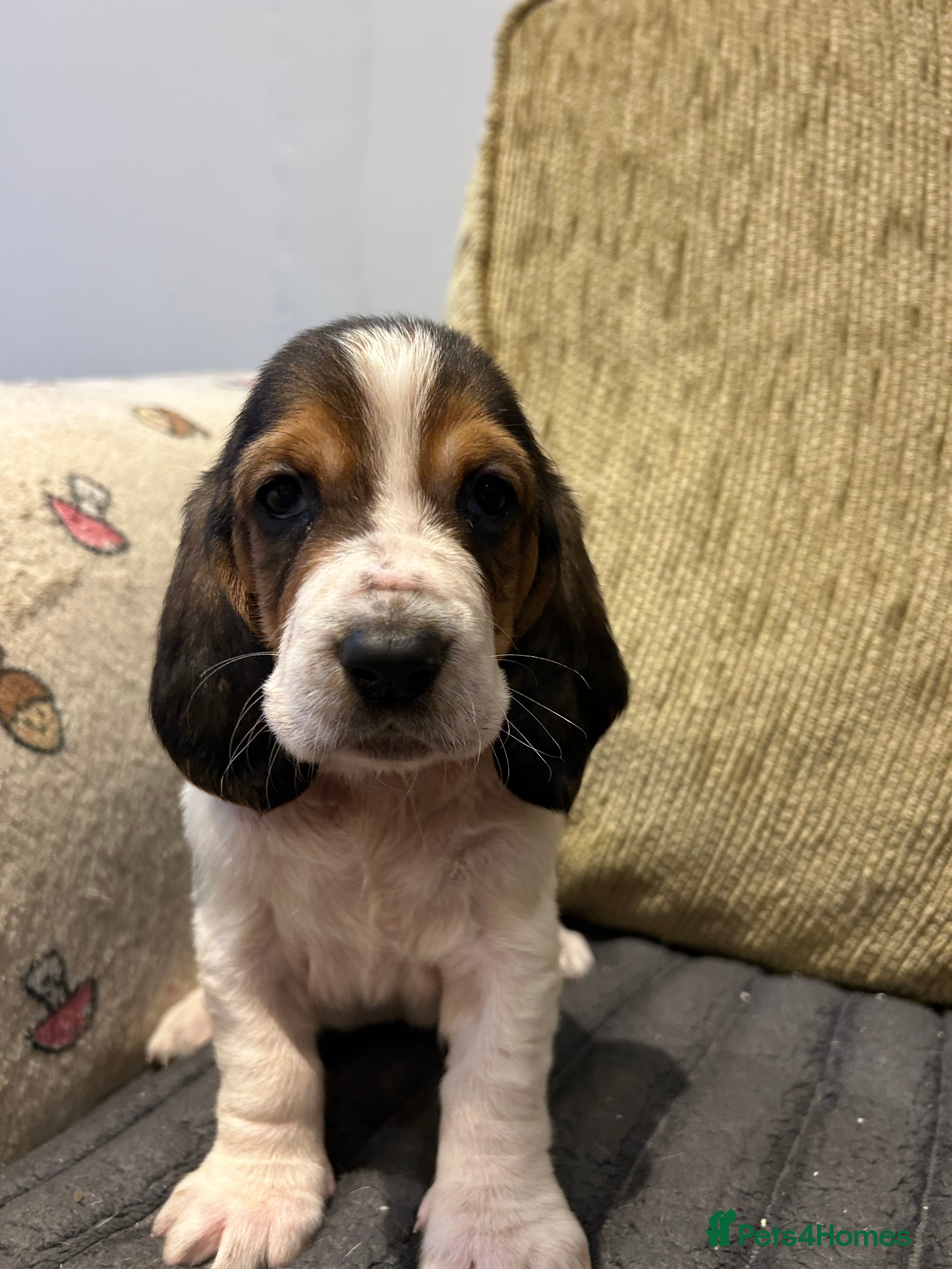 Basset Hound dogs Basset hound puppies!!! KC reg. - Advert 1
