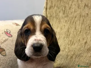 Basset Hound dogs Basset hound puppies!!! KC reg. - Advert 3