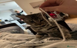Bengal cats for sale: Silver rosetted Bengal🐆 - Image 12