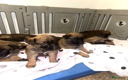 Mixed Breed dogs for sale: 7 German Shepherd & Belgian Malinois Puppies - Image 4