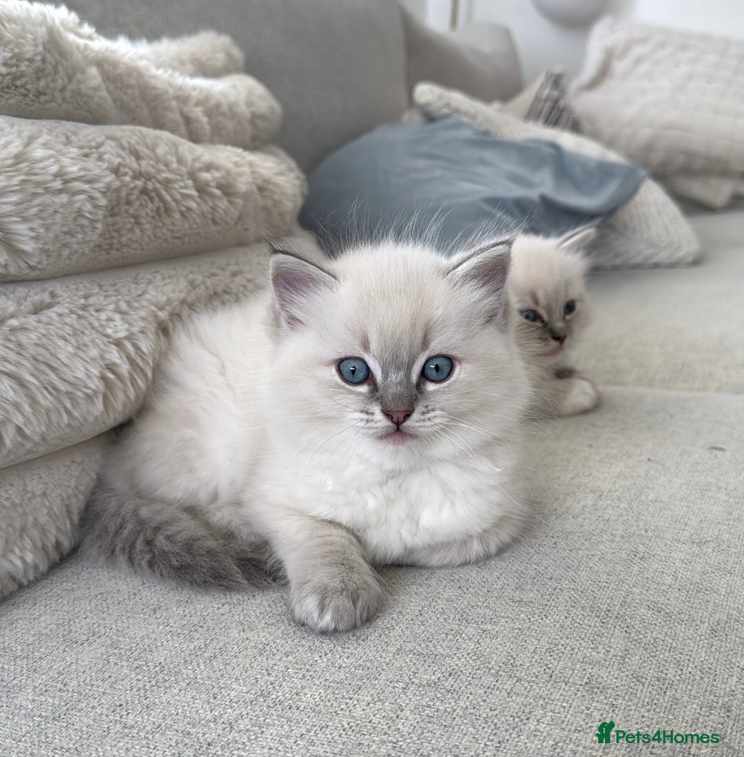 Ragdoll cats for stud: BIG beautiful GCCF & TICA Active Ragdoll Stud! in London - Image 9