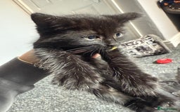 Mixed Breed cats for sale: mixed breed kittens for sale - Image 5