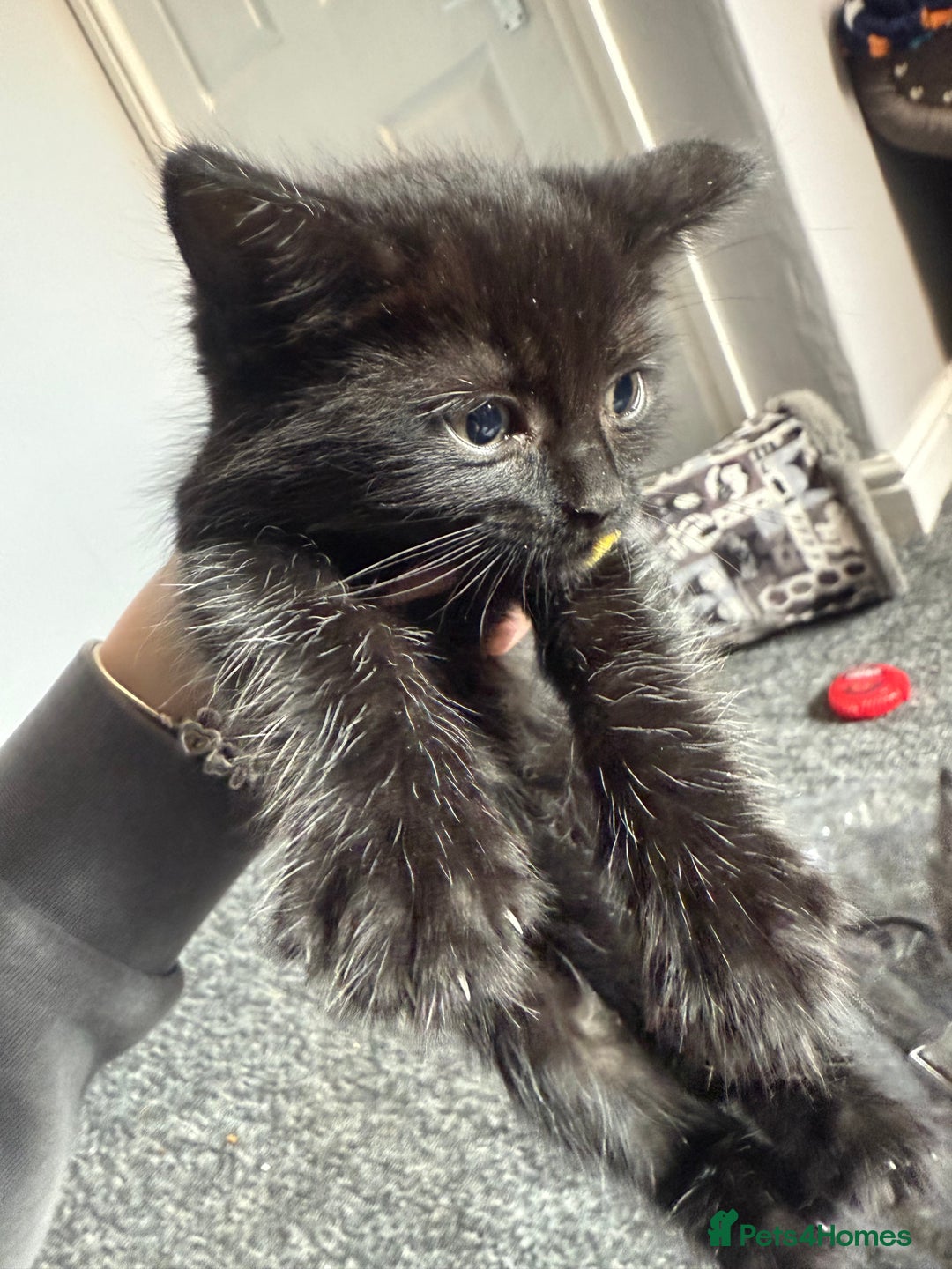 Mixed Breed cats for sale: mixed breed kittens for sale - Image 5