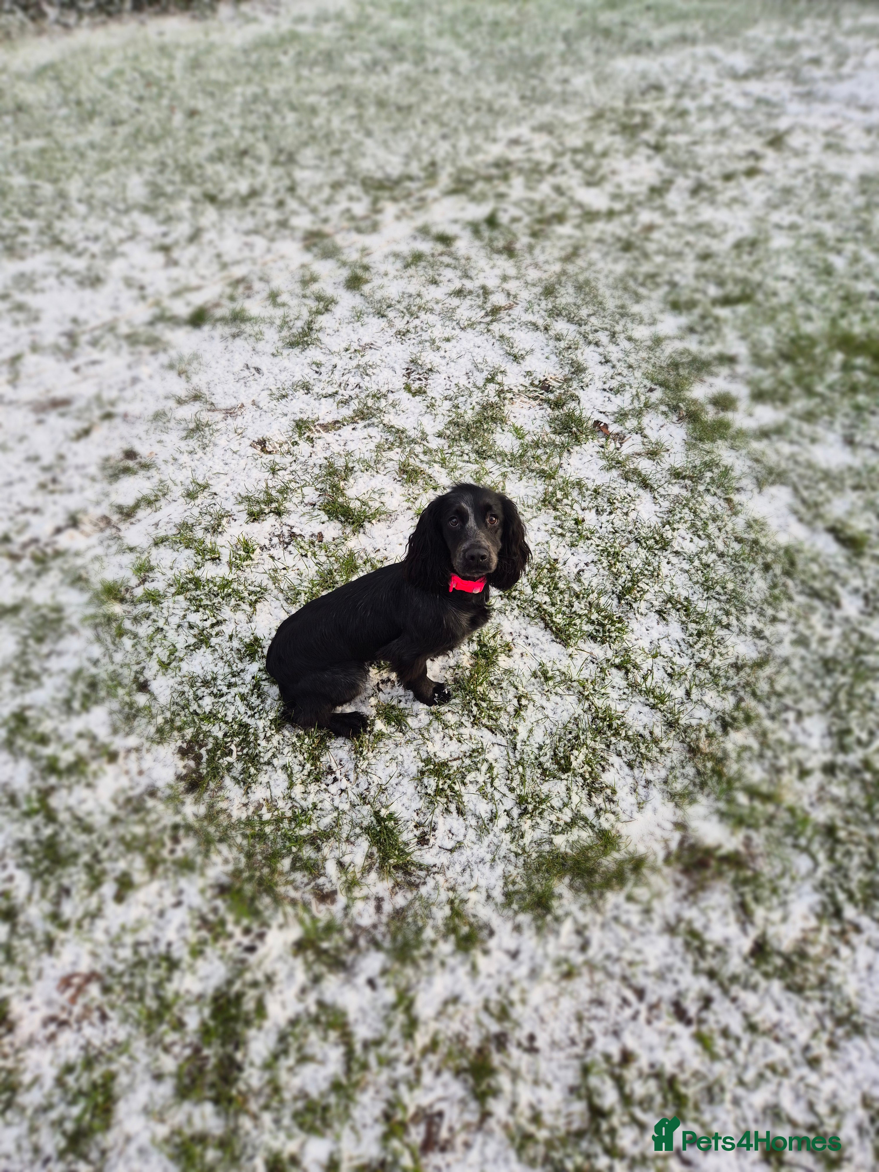 Cocker Spaniel dogs Blue roan working cocker - Advert 1