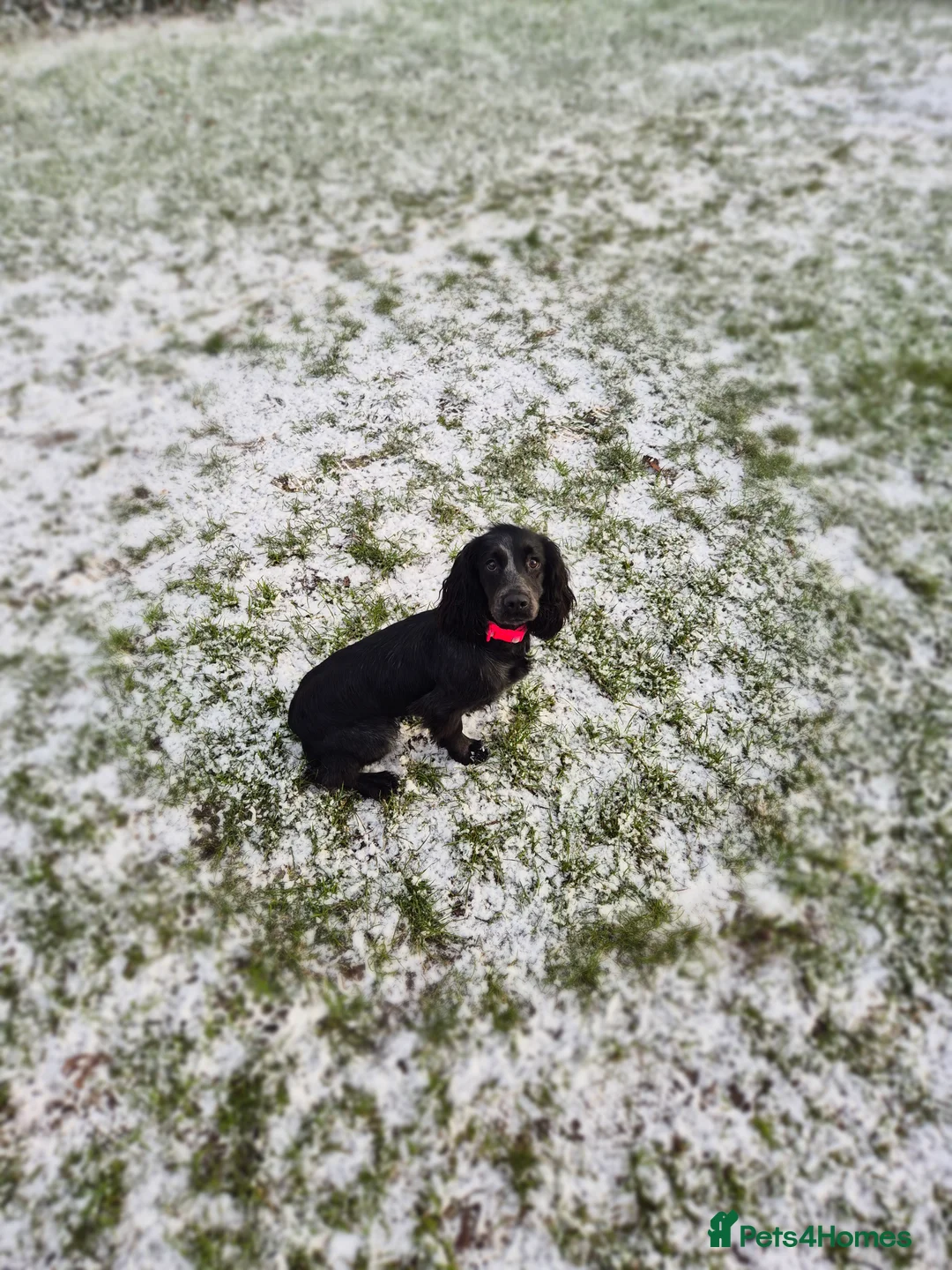 Cocker Spaniel dogs for sale: Blue roan working cocker - Advert 1