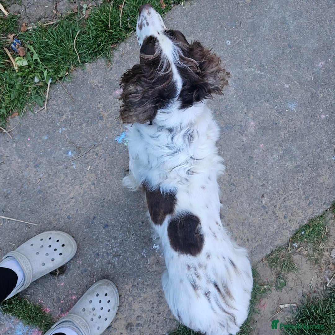 English Springer Spaniel dogs for sale: English springer Cross  - Image 2